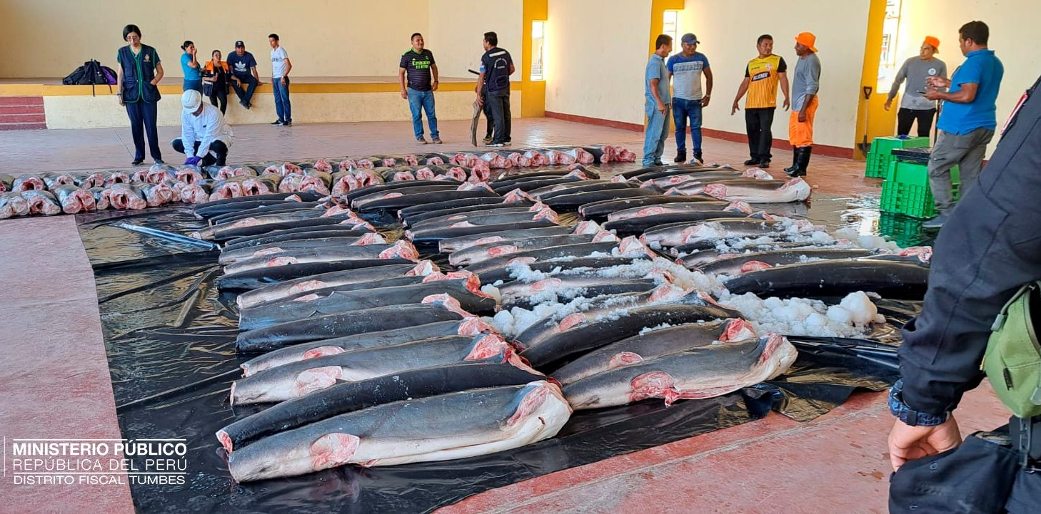 CITES halts Ecuador’s shark trade; trafficking persists amid lack of transparency