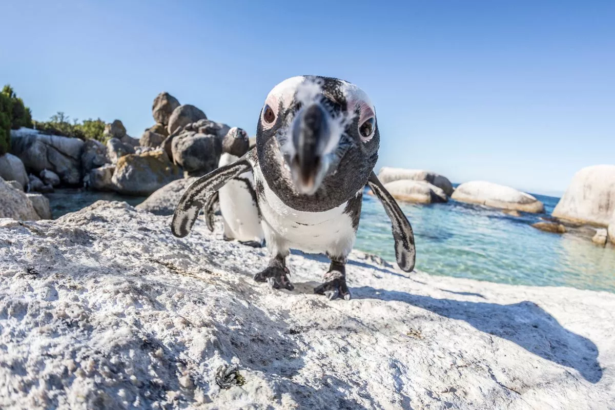 Iconic penguin species starving to death and could be extinct in just 11 years